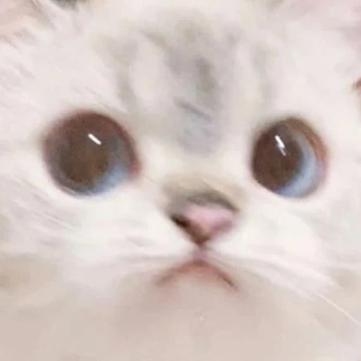 요즘 잘자 쿨냥이 프로필 이미지